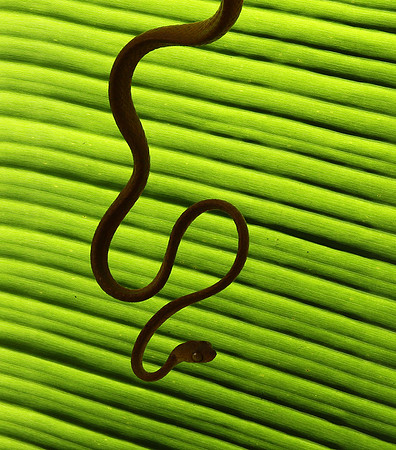 Plain blunt headed tree snake