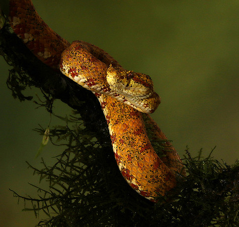 Eyelash palm pitviper