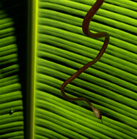 Plain blunt headed tree snake