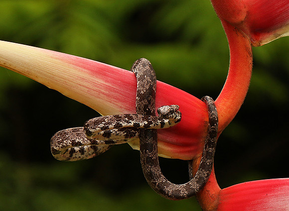 Mottled snail eater
