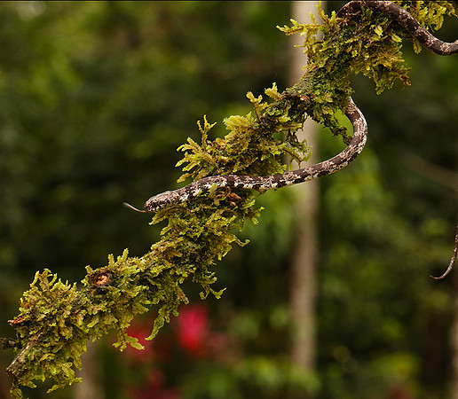 Mottled snail eater