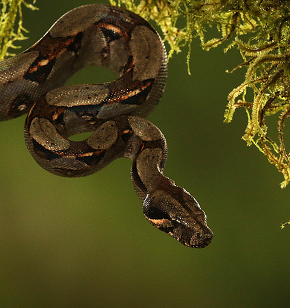 Boa constrictor
