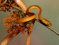 Plain blunt headed tree snake