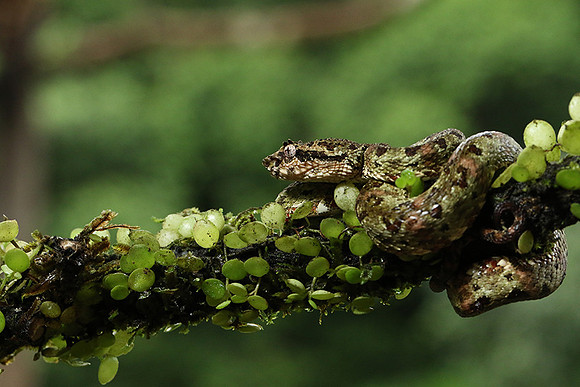 Eyelash palm pitviper