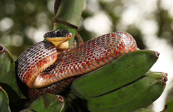 Bird-eater snake - non venomous