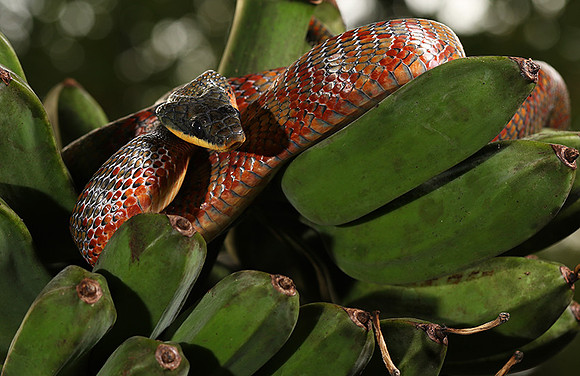 Bird-eater snake - non venomous