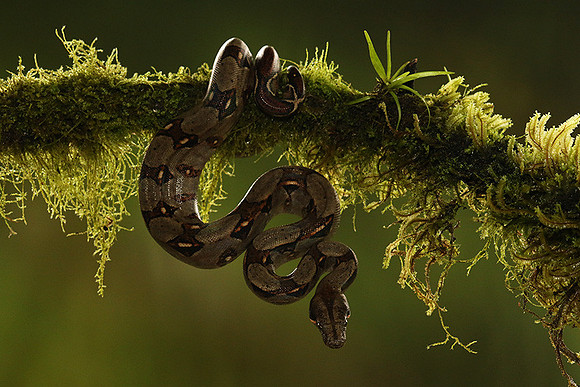 Boa constrictor