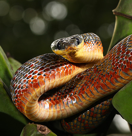 Bird eater snake