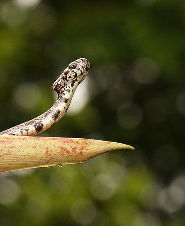 Mottled snail eater