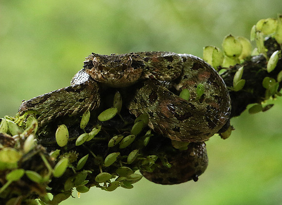 Eyelash palm-pitviper