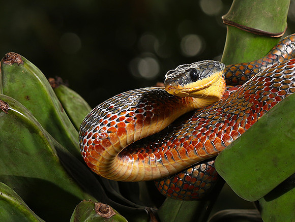 Bird eater snake
