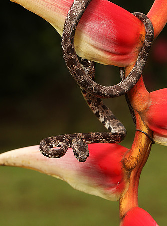 Mottled snail eater