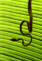 Plain blunt headed tree snake