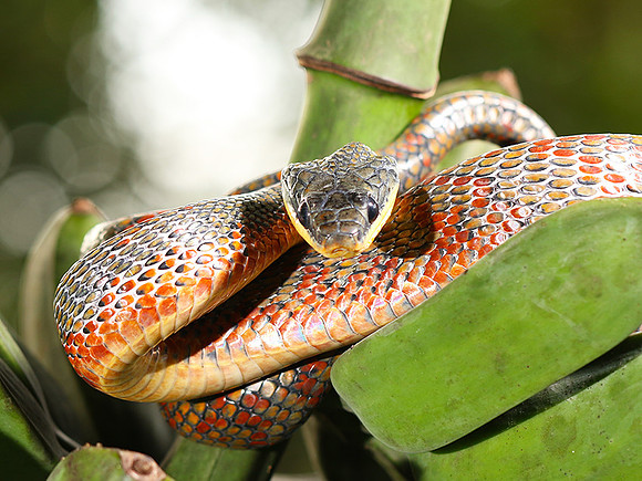 Bird eater snake