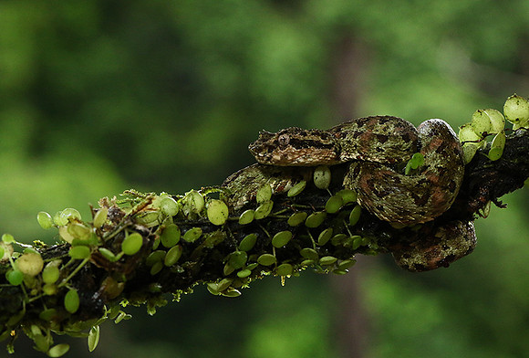 Eyelash palm-pitviper