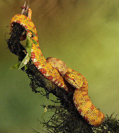 Eyelash palm pitviper