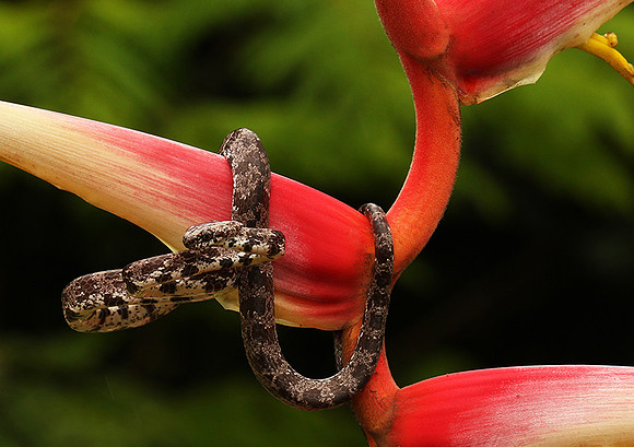Mottled snail eater