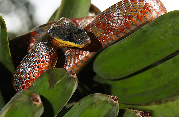 Bird eater snake