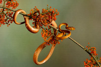 Plain blunt headed tree snake