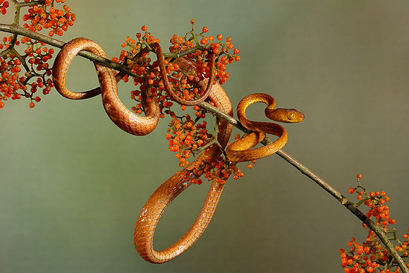 Plain blunt headed tree snake