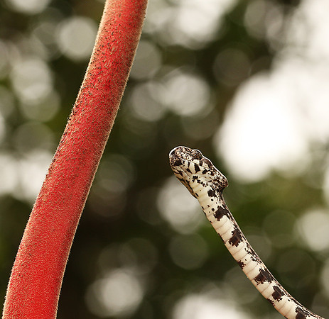 Mottled snail eater