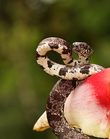 Mottled snail eater