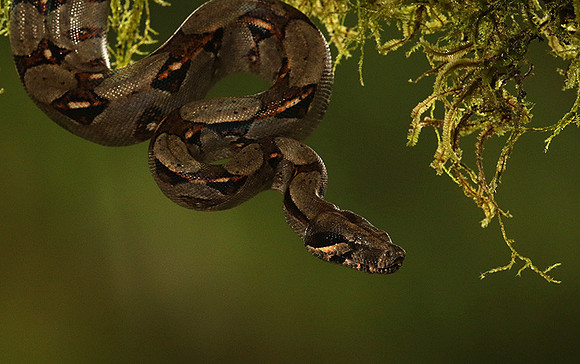 Boa constrictor