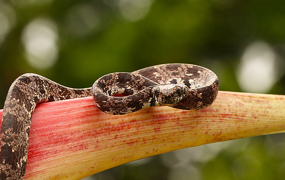 Mottled snail eater