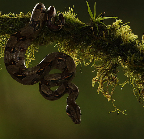 Boa constrictor