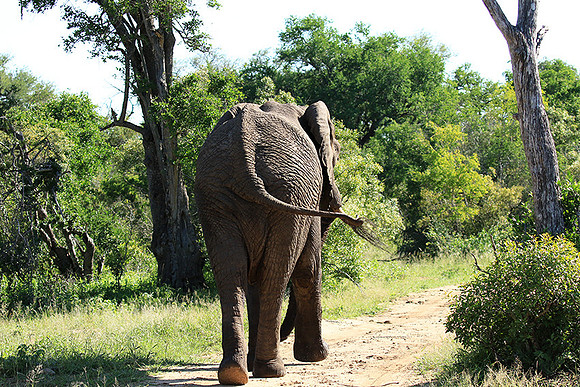 Mala Mala game reserve