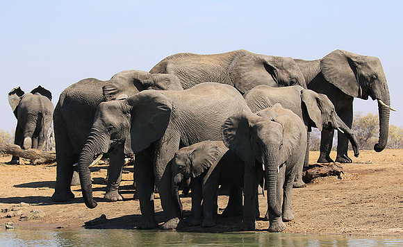 At Timbavati game reserve