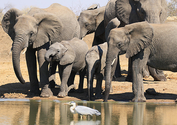 At Timbavati game reserve