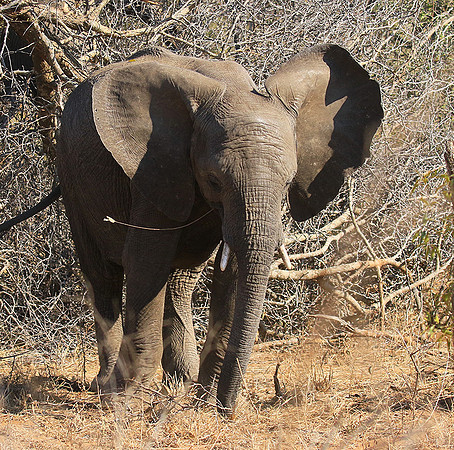 At Timbavati game reserve