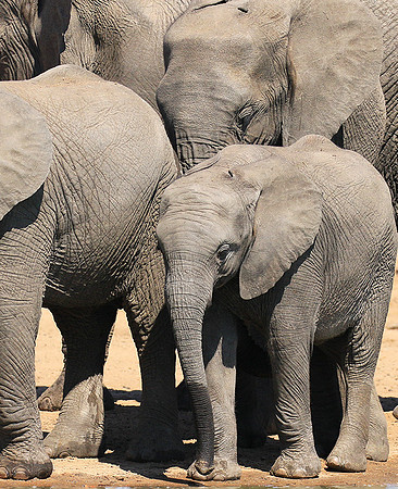 At Timbavati game reserve