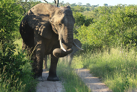 Londolozi Game Reserve