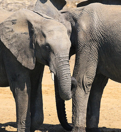 At Timbavati game reserve