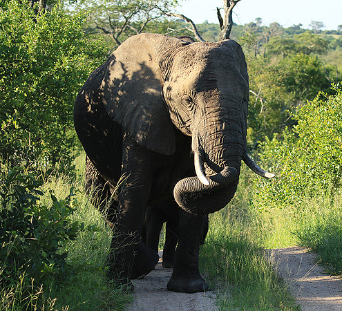 Londolozi Game Reserve
