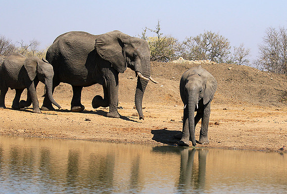 At Timbavati game reserve