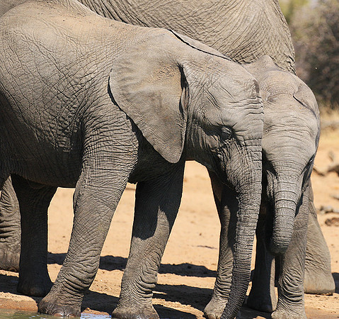 At Timbavati game reserve