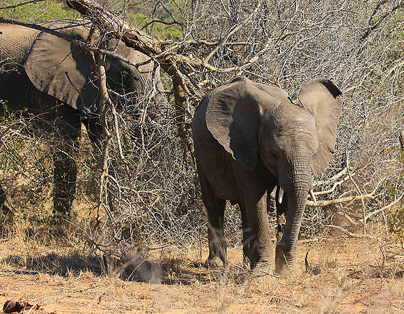 At Timbavati game reserve