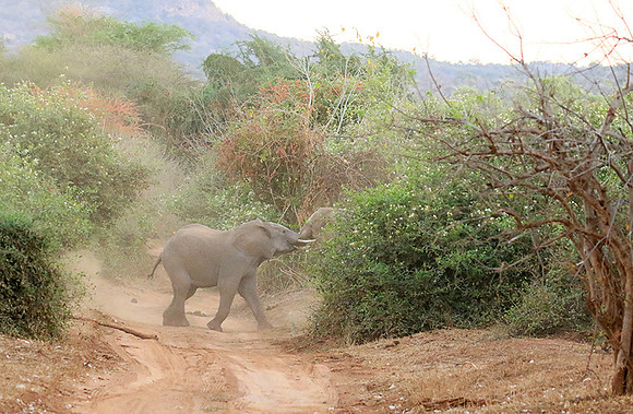 At Kruger NP
