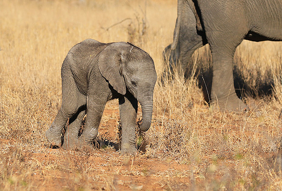 At Timbavati game reserve