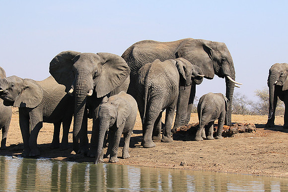 At Timbavati game reserve
