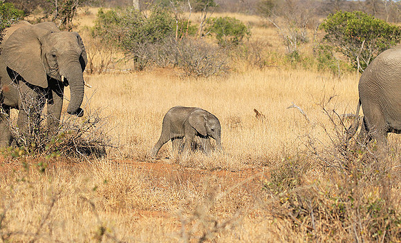 At Timbavati game reserve