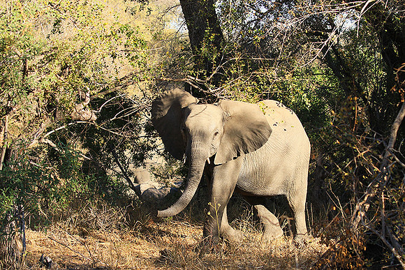 At Timbavati game reserve