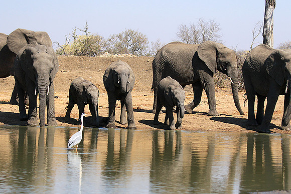 At Timbavati game reserve