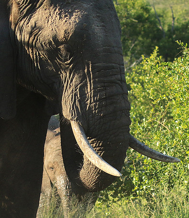 Londolozi Game Reserve