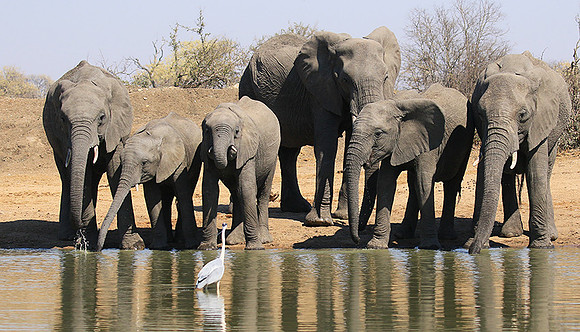 At Timbavati game reserve