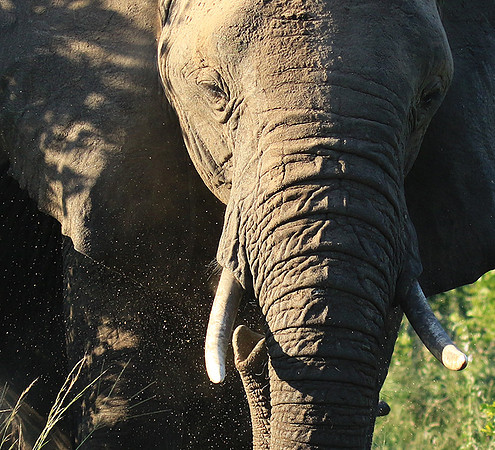 Londolozi Game Reserve