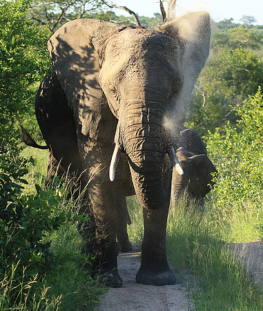 Londolozi Game Reserve